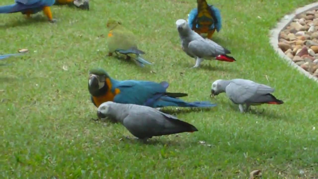 bird farm chachergsao central thailand 01 mp4 youtube bird farm chachergsao central thailand 01 mp4 youtube