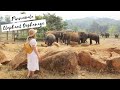Pinnawala Elephant Orphanage in SRI LANKA | Is it worth a visit?! 🐘