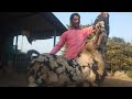Cutting Market experience Bapu Sable|Cross Breed Goats|Pure Beetal Male|Pune Marathi|