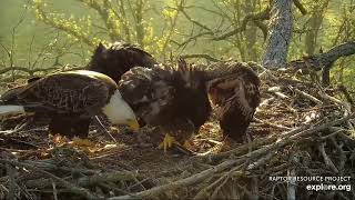 Decorah North 5-17-24, 6:30 am Beautiful morning, hop-flaps, Mr delivers big fish, feeds both kids