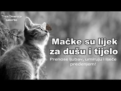 Mačke su lijek za dušu i tijelo Prenose ljubav, umiruju i liječe predenjem!