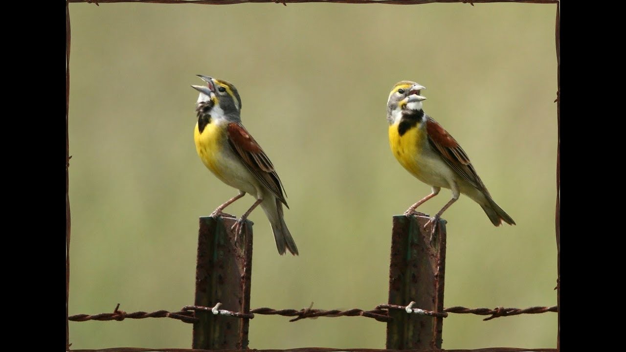 Birds Vocalizing (Who cooks for you?)