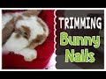 Rabbit Nail Trimming & Health Checkup