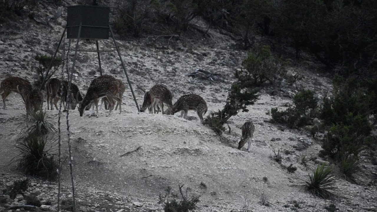 TEXAS HILL COUNTRY AXIS HUNTING 
