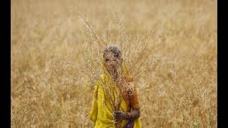 The Time Of Collecting Mustard Plants