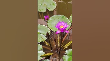 Beauty and the beast 😁 #nature #lotus #tortoise