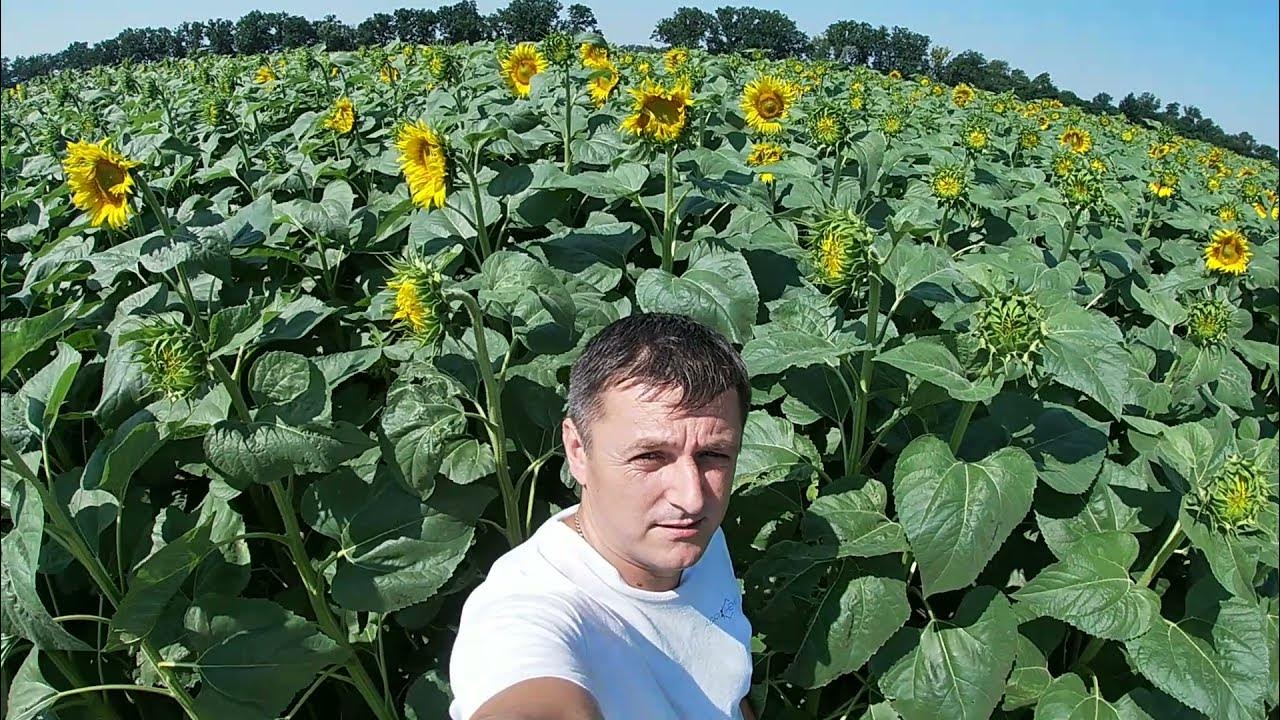 Подсолнух взошел