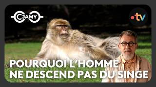 Bonobos, chimpanzés, humains : une histoire de cousins - C Jamy