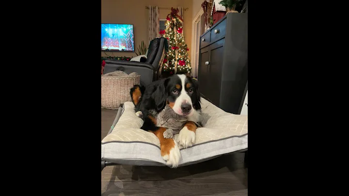 Bernese Mountain Dog Cuddles Grey Tabby Cat at Chr...