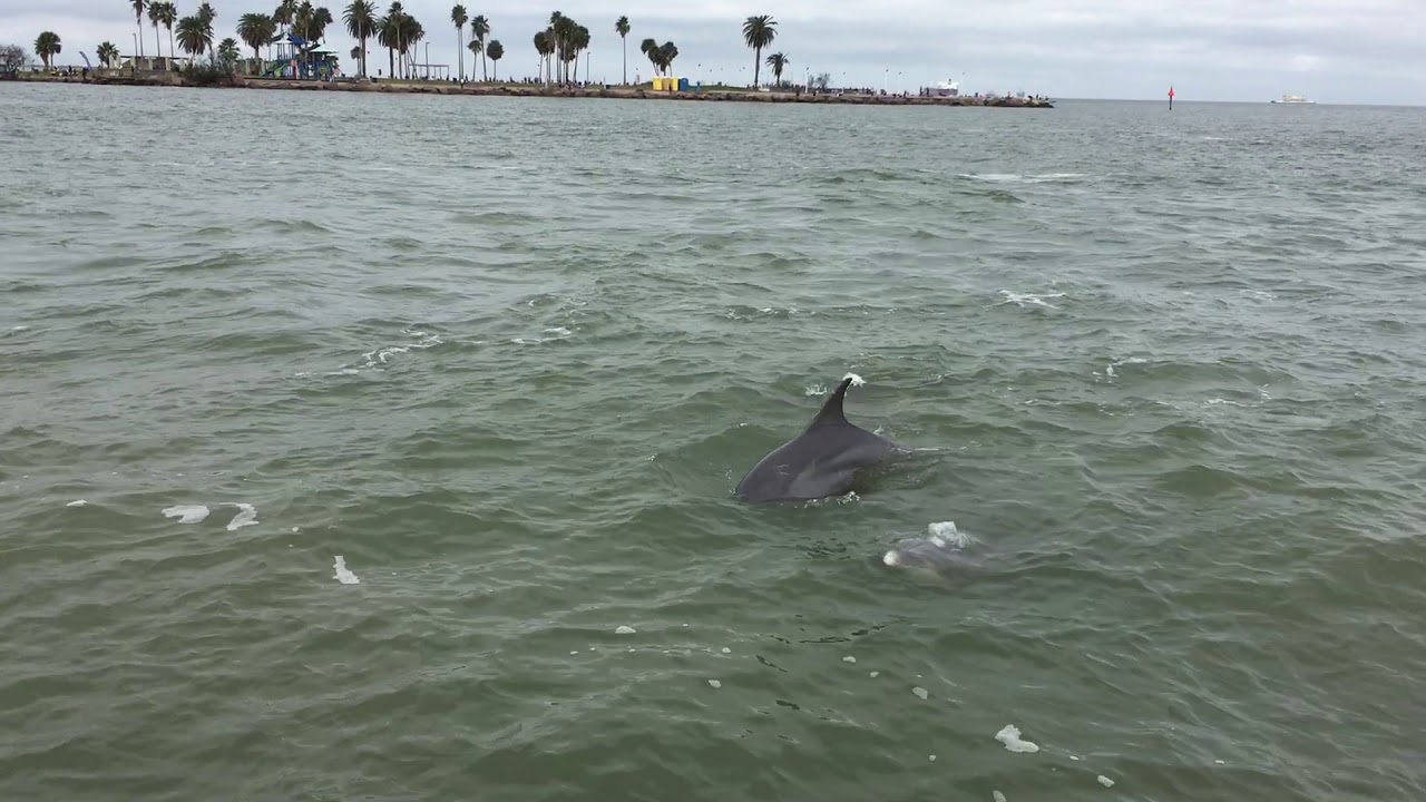 Dolphin Watching in Galveston Bay YouTube