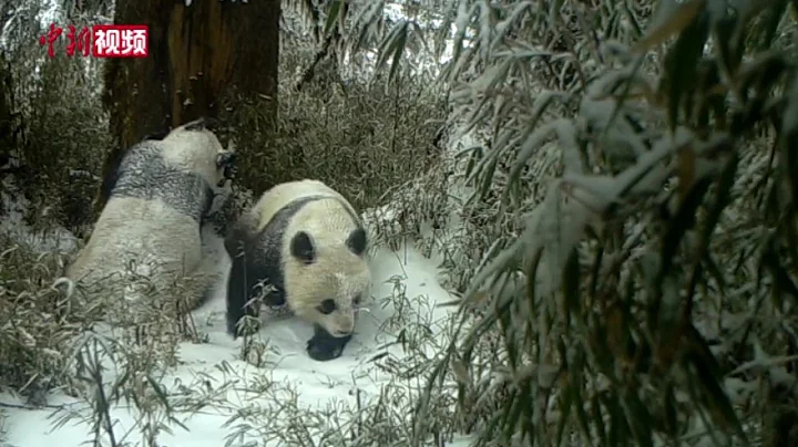 四川宝兴：红外相机拍摄到大熊猫母子同框画面 - 天天要闻