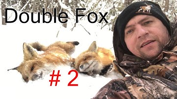 Fox Snaring around a bait. Nice Double Catch