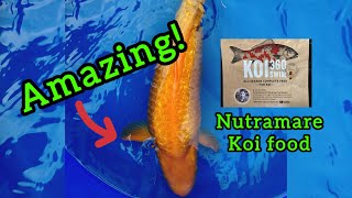 NUTRAMARE koi food, and an AMAZING new KOI!
