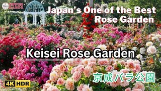 【4K】京成バラ公園 | Keisei Rose Garden, Chiba