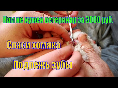 Как подрезать резцы хомяку?