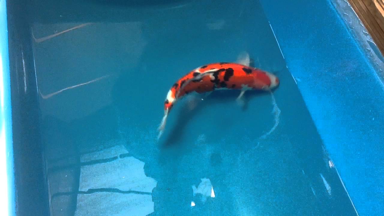 Boddington Koi Sanke JK16229 YouTube