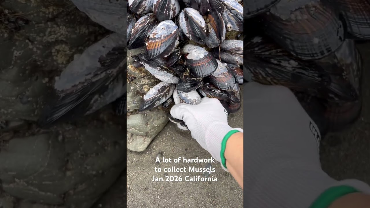 Hand picking Mussels in California Jan 2026