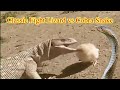 Classic fight lizard vs cobra snakeworld gancet wild 1