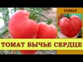 Томат БЫЧЬЕ СЕРДЦЕ - СОЧНЫЙ, КРУПНОПЛОДНЫЙ позднеспелый СОРТ, ПОПУЛЯРНЫЙ СРЕДИ ДАЧНИКОВ