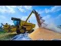 Wheat Harvest Complete Process | Food Secrets