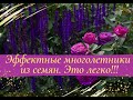 Эффектные многолетники из семян! Легко!