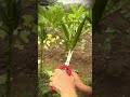 Cutting okra vegetables with sharp scissors #shorts