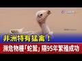 非洲特有猛禽！ 瀕危物種「蛇鷲」隔95年繁殖成功