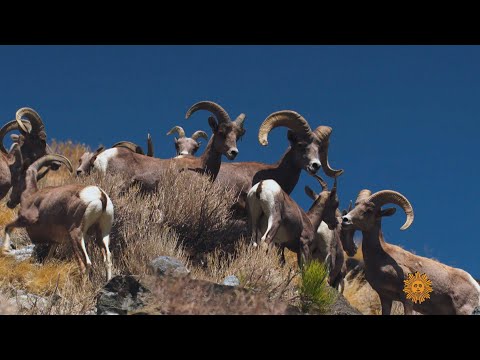 Nature: Bighorn sheep