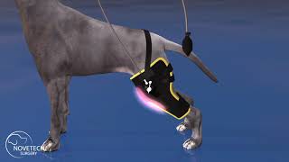 Cryotherapy brace with compression for dogs
