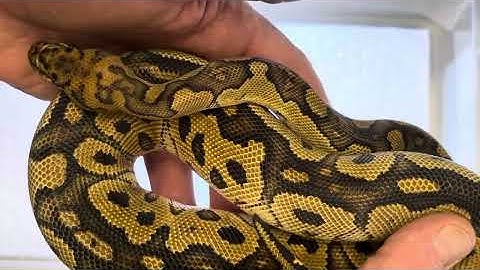 NEW TRIPLE RECESSIVE PROJECT, LAVENDER,SUNSET,CLOWN ❤️