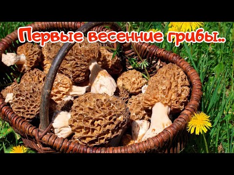 Весеннее изобилие грибов! Собираем первые весенние грибы.Сморчки.
