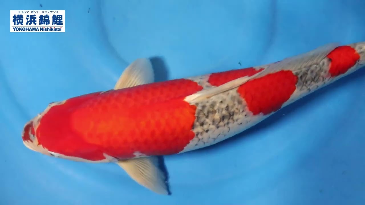 maxresdefault.jpg?sqp=-