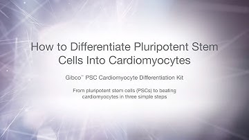 How to differentiate pluripotent stem cells (PSC) into cardiomyocytes