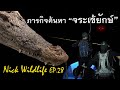 Nick Wildlife EP.28 ตามล่าจระเข้ยักษ์