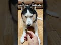 Funny Husky. #usa #tiktok #fypシ #puppy #dog #dogsoftikto... #Shorts #yedda.catharine