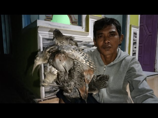 CARA MUDAH MENANGKAP BURUNG TIKUSAN DI MALAM HARI class=