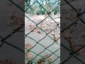 वाराणसी सारनाथ में हिरन पार्क / Deer Park in Sarnath, Varanasi