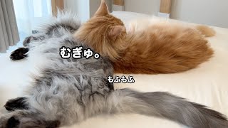 猫が猫を枕にしちゃった！？【大きい猫 メインクーン】 by メインクーンのオリバーとレム 1,352 views 1 year ago 2 minutes, 48 seconds