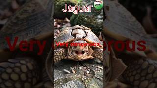 dangerous animals in the world part-2