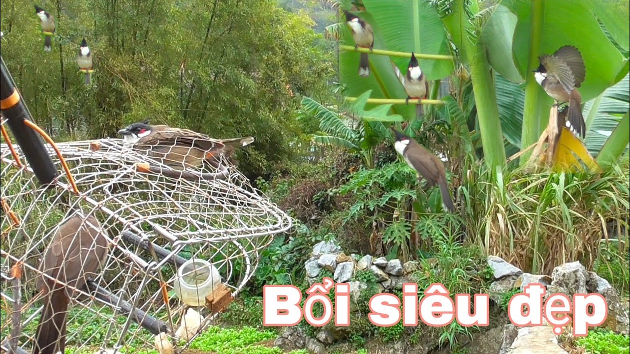 B.ẫy chào mào Mồi tập sự thu phục đầu đàn bộ đẹp gấu chó 2phút về đội |Huy sky