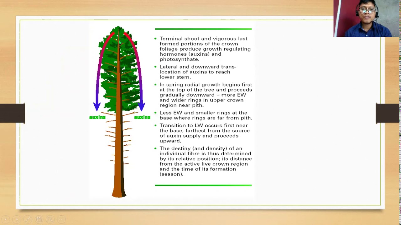 Part 3 Juvenile and Mature Wood YouTube