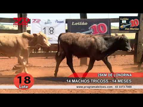 Lote 18