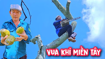 Vua Khỉ cưa cây Cóc Cày loài Cóc có trái lớn nhất trong tất cả các loại Cóc