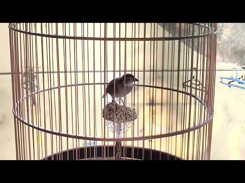 Burung Branjangan Mirafra Javanica berkicau 