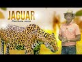 Jaguar, isa sa mga pinakamalaking uri ng pusa | Kaunting Kaalaman