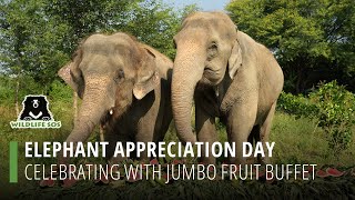 Elephant Appreciation Day: Celebrating With Jumbo Fruit Buffet!