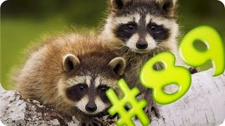 Приколы с животными №89 Смешные еноты Смешные животные Animal videos Приколы с животными №89 Смешные еноты Смешные животные Animal videos
