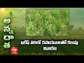 Weed Management in Paddy | ఖరీఫ్‌ వరిలో రసాయనాలతో కలుపు నివారణ | ETV