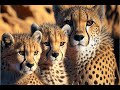 Mother Cheetah and Cubs make a kill