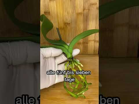 Video: Wie man eine Orchidee in einen Topf pflanzt: Regeln, Geheimnisse und Tipps